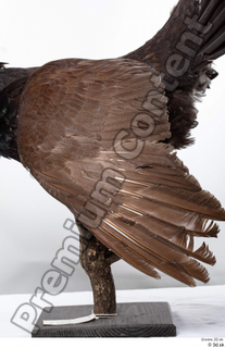 Western capercaillie back wings 0001.jpg